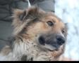 Отдам собачку бесплатно Отдам собачку бесплатно