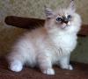 Невские маскарадные котятки, пушистые, ласковые и синеглазые ждут Вас! Невские маскарадные котятки, пушистые, ласковые и синеглазые ждут Вас!