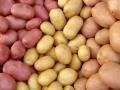 Продажа картофеля мелким и крупным оптом Продажа картофеля мелким и крупным оптом